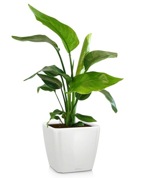 Стрелиция Николай 17/60 в QUADRO 21 Стрелиция Николай 17/60 в QUADRO 21