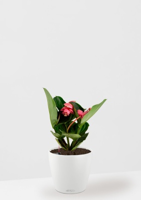 Мединилла 17/55 см в CLASSICO Color 21