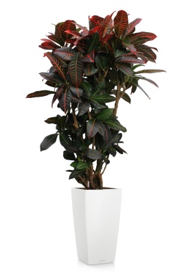 Кротон (Кодиеум) Петра 31/130 см в CUBICO COLOR 40