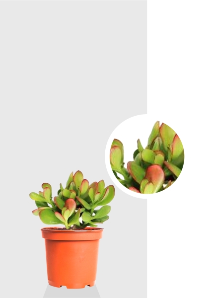 Крассула Овата сансет 12/20 см