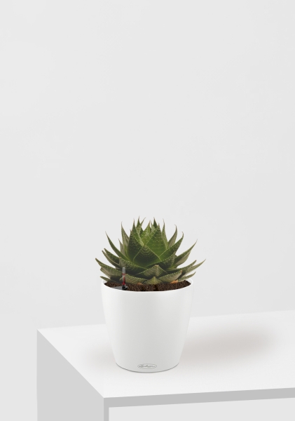 Алоэ Космо 13/20 см в CLASSICO COLOR 18