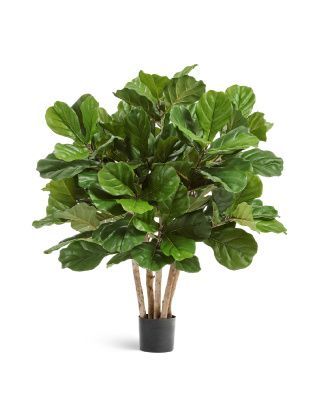 Фикус Лирата Гранд куст многоствольный