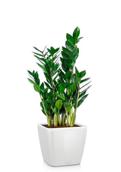 Замиокулькас 17/65 см в QUADRO LS 21