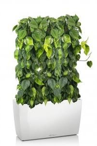 Филодендрон Бразил CARARO 75/130 см, Белый блестящий