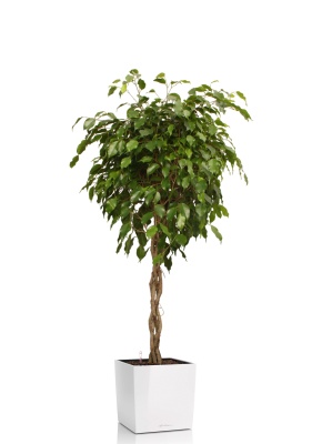 Фикус Экзотика переплетенный 30/150 см в CUBE 40 Фикус Экзотика переплетенный 30/150 см в CUBE 40