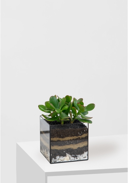 Флорариум с Крассулой Овата 25 см в кубе Флорариум с Крассулой Овата 25 см в кубе