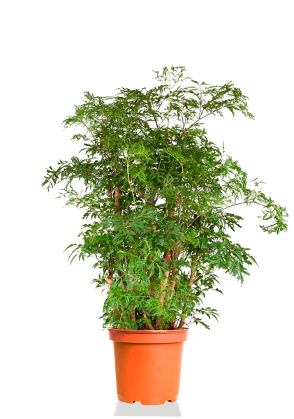 Полисциас Гавайи Минг 21/90 см Полисциас Гавайи Минг 21/90 см