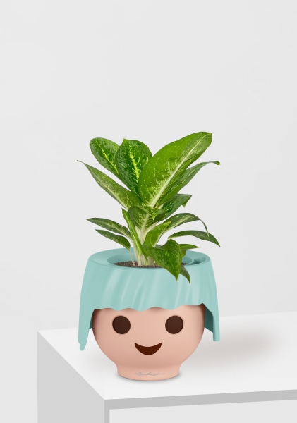 Аглаонема Еллоу Биколор 12/30 см в OJO Аглаонема Еллоу Биколор 12/30 см в OJO