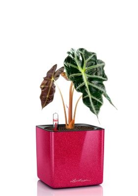 Алоказия Полли 12/30 см в CUBE GLOSSY KISS 14, вишнево-розовый блестящий