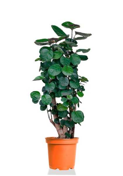 Полисциас Фабиан d24 см h130 см