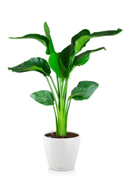 Стрелиция Николай 21/100 в CLASSICO COLOR 28