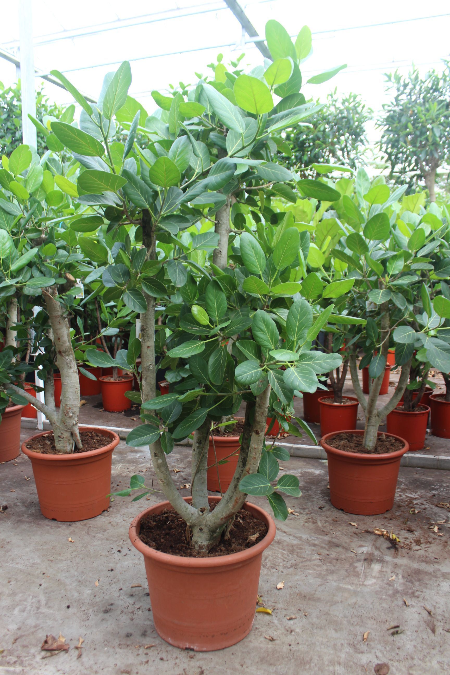 Фикус Бенгальский разветвленный 55/220 см