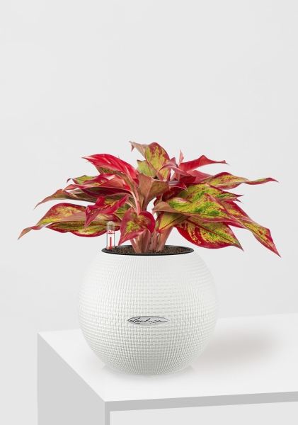 Аглаонема Крит в PURO 20 Аглаонема Крит в PURO 20