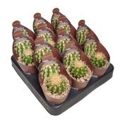 Эхинокактус Грузони Brevispinus мини d6.5 см h8 см Эхинокактус Грузони Brevispinus мини d6.5 см h8 см