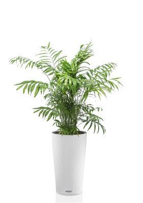Хамедорея Элеганс 24/120 см в CILINDRO 32, белый 