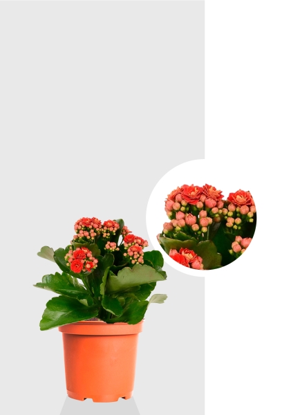 Каланхоэ микс 12/30 см