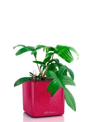 Филодендрон Флорида Грин 12/25 см в CUBE GLOSSY KISS 14, вишнево-розовый блестящий