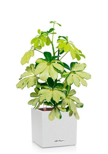 Шеффлера Мелани 12/40 в CANTO STONE 14