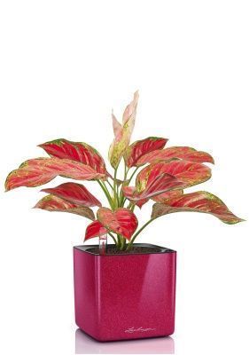 Аглаонема Корал Ред в CUBE GLOSSY KISS 14, вишнево-розовый блестящий Аглаонема Корал Ред в CUBE GLOSSY KISS 14, вишнево-розовый блестящий