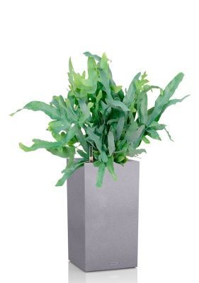 Флебодиум 24/55 см в CANTO STONE HIGH 30, серый камень