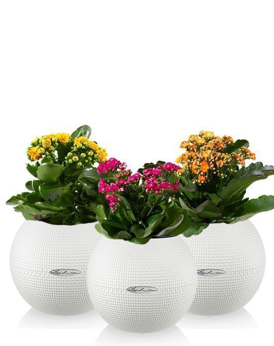 "Набор для детской" Каланхоэ в PURO 20