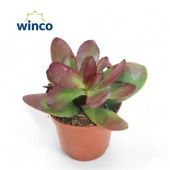 Крассула Платифилла Бургунди денежное дерево d5.5 см h12.5 см