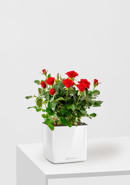 Роза Бо Монд красная 12/25 см в CUBE GLOSSY 14