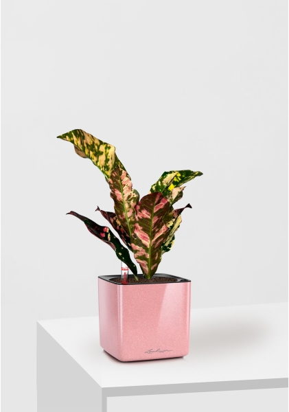 Кодиеум 8/20 см в CUBE GLOSSY KISS 14