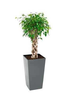 Фикус Бенджамина Экзотика цилиндр 24/100 см в Finezja 30x30, серый бетон Фикус Бенджамина Экзотика цилиндр 24/100 см в Finezja 30x30, серый бетон