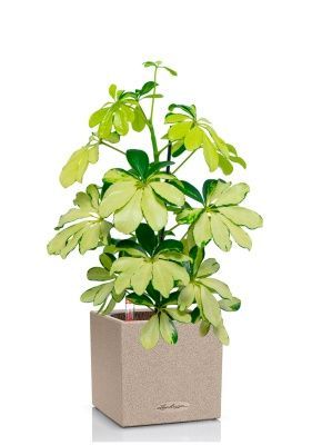 Шеффлера Мелани 12/40 в  CANTO STONE 14, светло-бежевый