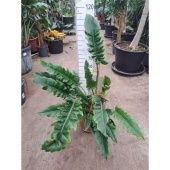 Филодендрон Narrow Escape d30 см h100 см