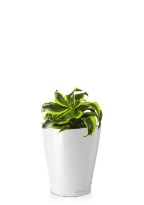 Драцена Торнадо в DELTINI 14, белый блестщий Драцена Торнадо в DELTINI 14, белый блестщий