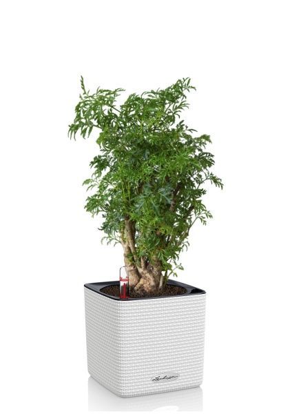 Полисциас в CUBE COLOR 14 Полисциас в CUBE COLOR 14