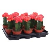 Гимнокалициум красно-оранж d8.5 см h22.5 см Гимнокалициум красно-оранж d8.5 см h22.5 см