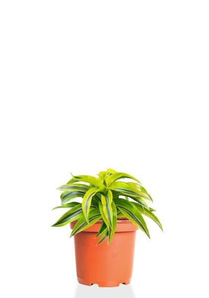 Драцена Лемон Лайм розетка 12/20 Драцена Лемон Лайм розетка 12/20