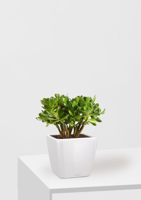 Крассула Овата в QUADRO LS 21 Крассула Овата в QUADRO LS 21