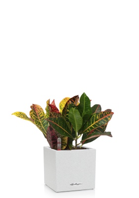 Кротон Петра 12/30 см в CANTO STONE 14, песочный белый Кротон Петра 12/30 см в CANTO STONE 14, песочный белый