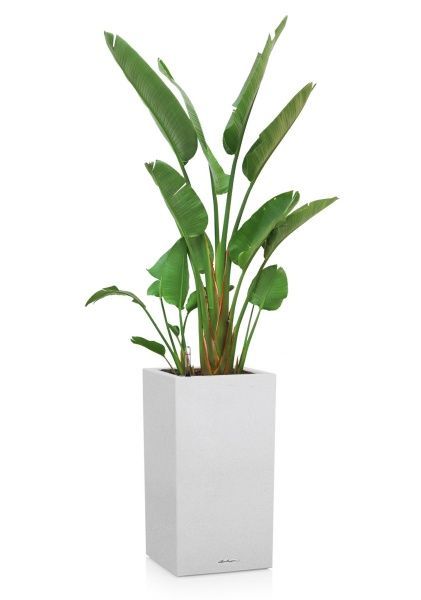 Стрелиция Николай 30/200 в CANTO STONE HIGH 40 Стрелиция Николай 30/200 в CANTO STONE HIGH 40