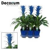 Гузмания Ocean Blue Luxe Ceramic (decorum) d14 см h60 см