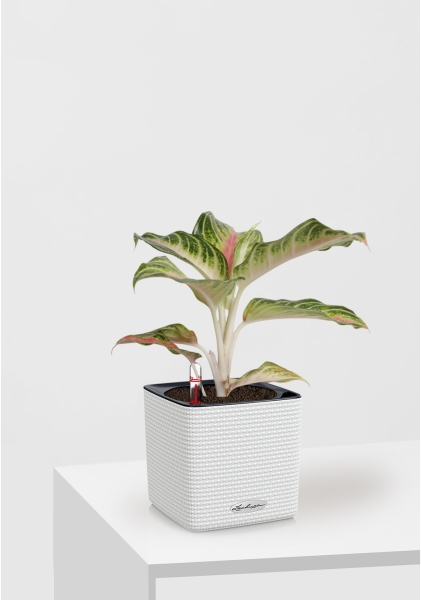 Аглаонема Айкетчер 12/30 см в CUBE Color 14 Аглаонема Айкетчер 12/30 см в CUBE Color 14