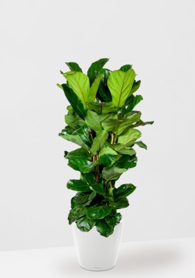 Фикус Лирата 3 ствола 34/150 см в CLASSICO LS 43, белый блестящий