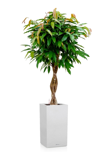 Фикус Биннендийка Амстел Кинг переплетенный 27/140 см в CANTO STONE HIGH 30