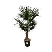 Трахикарпус Форчуна d22 см h130 см