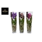 Ванда Lisanne Mix d24 см h70 см