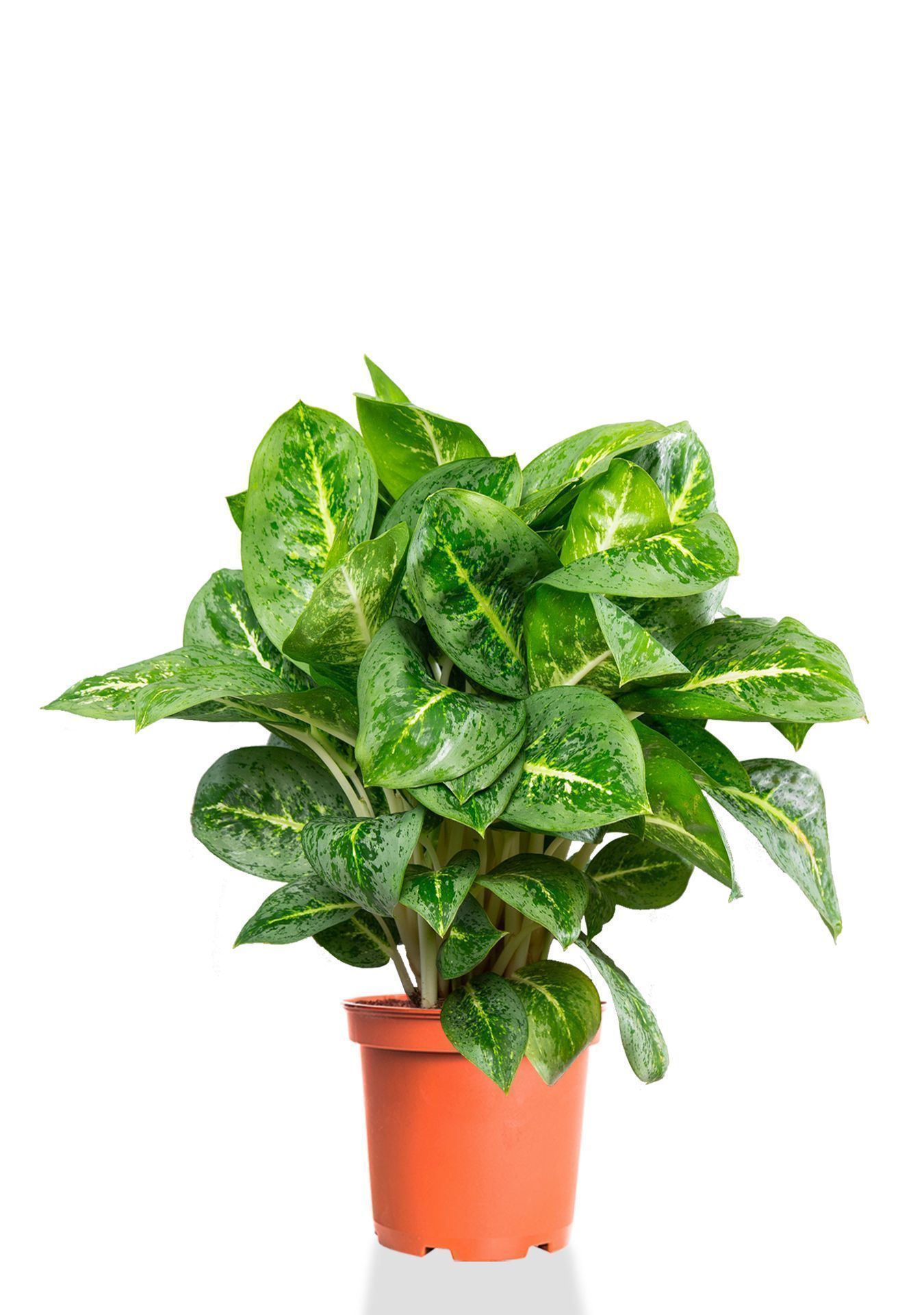 Аглаонема Лемон Минт 19/50 см