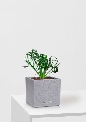 Альбука Спиралис 12/25 см в CANTO STONE 14, серый камень