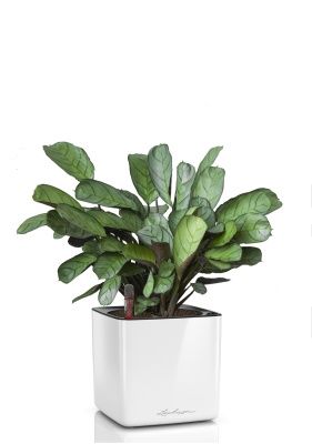 Ктенанта Амагрис в CUBE GLOSSY 14, белый блестящий 