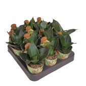 Сансевиерия Tri Black Jade Potcover d6.5 см h8 см