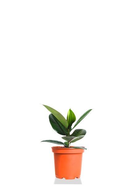 Фикус Эластика Робуста 9/20 см Фикус Эластика Робуста 9/20 см