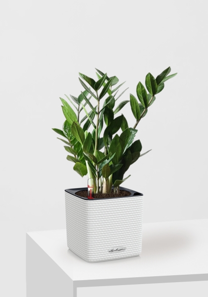 Замиокулькас 12/45 см в CUBE COLOR 14 Замиокулькас 12/45 см в CUBE COLOR 14